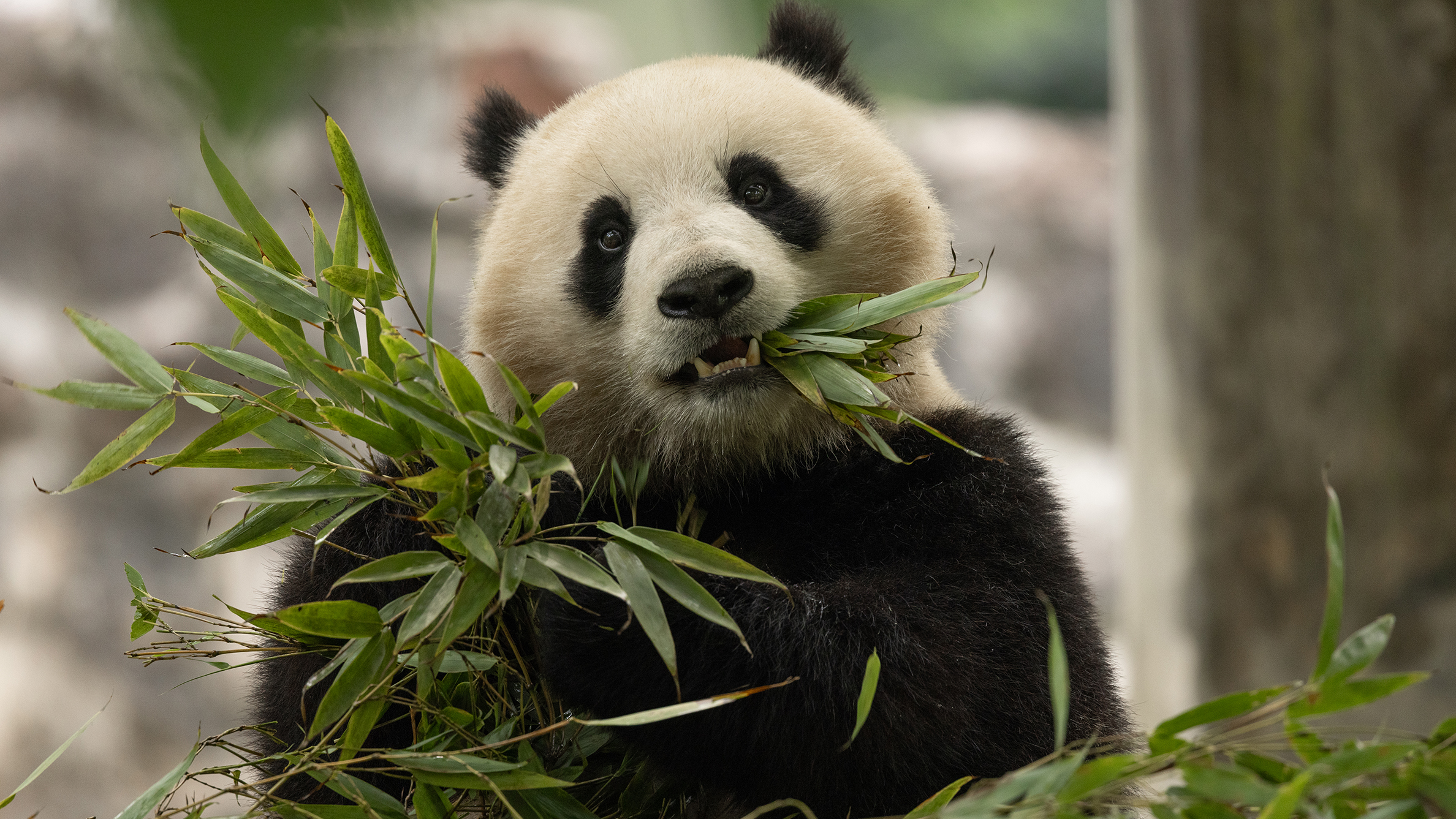 National Zoo Panda